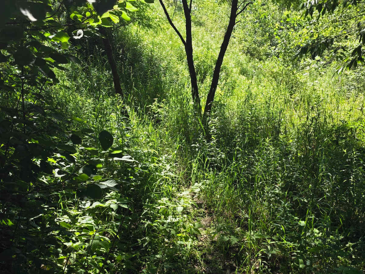 Single Track W photo 3