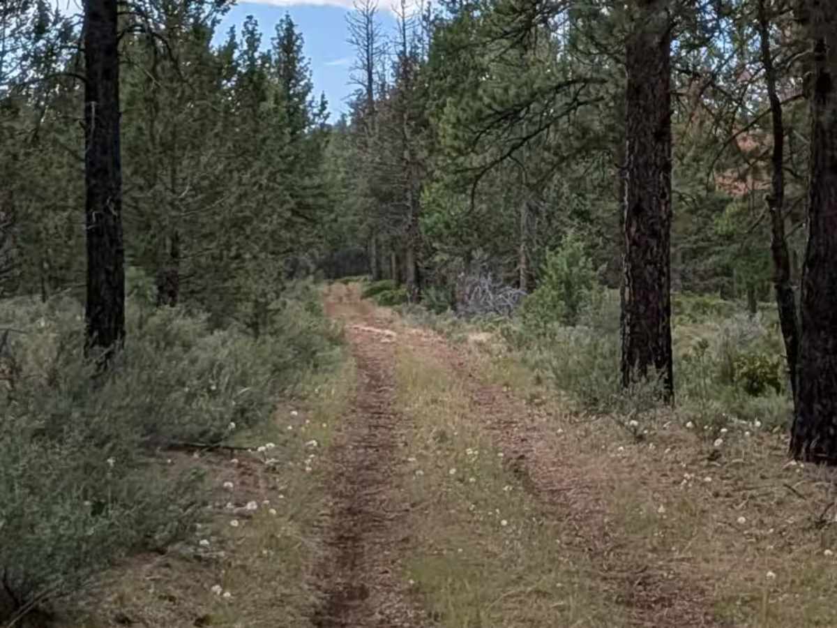 C33 Wild Horse Mountain - FS 44N11 photo 5