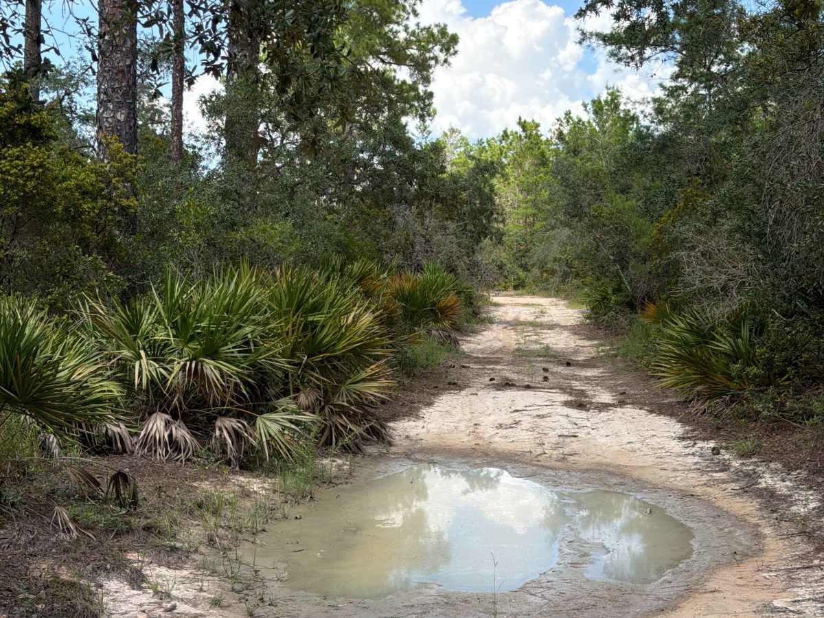 Ocala National Forest 40-22.7 photo 6