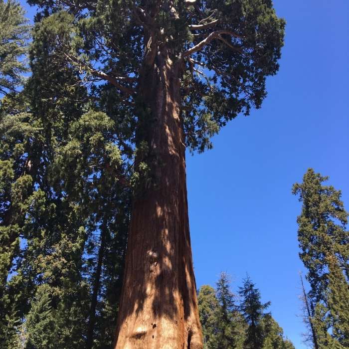 Near Moro Rock Trail