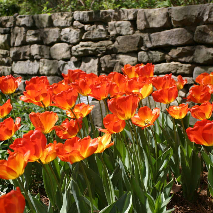 Orange tulips Near Botanical Gardens Walking/Jogging Trail