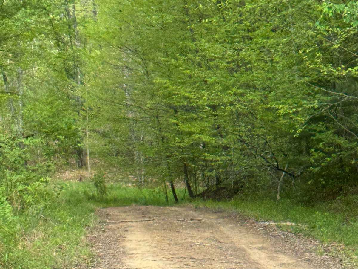 Big Trestle Road photo 4