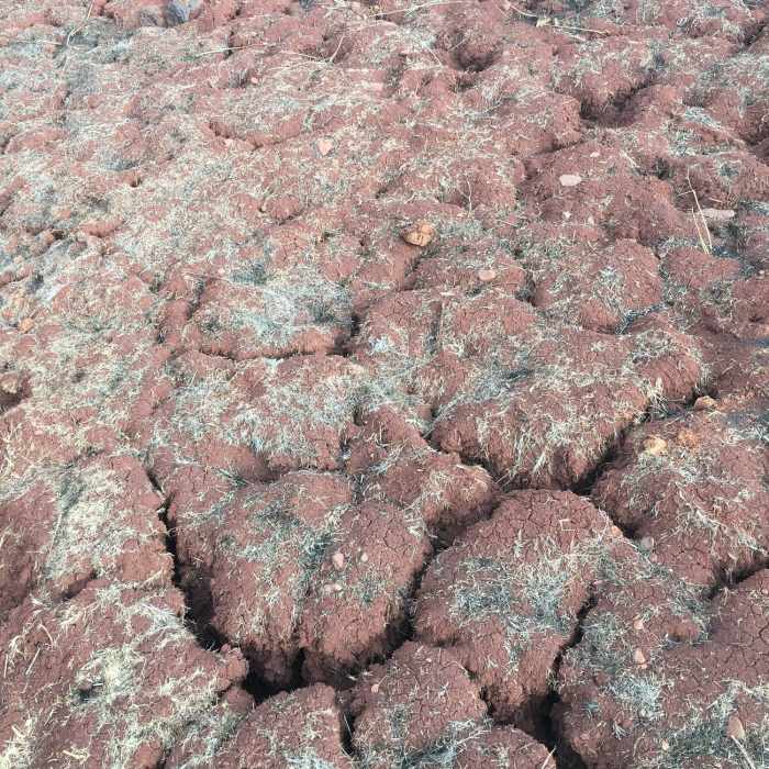 Ground has cracked from heat/dry. Near Blue Trail