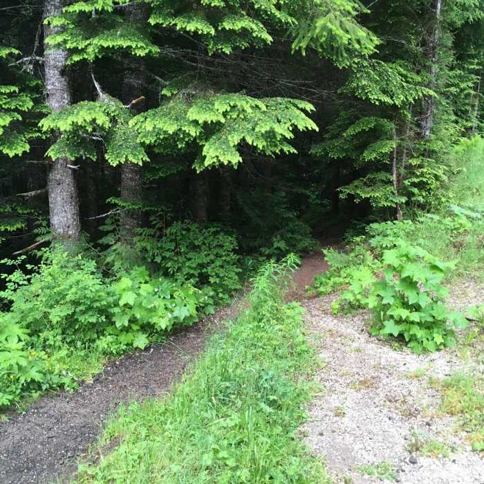 Near Iron Creek Falls