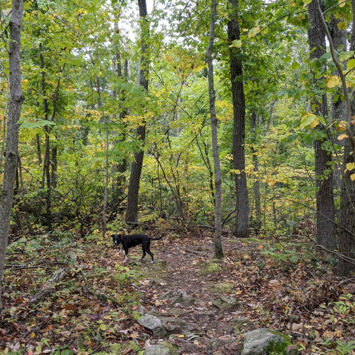 Near Blue Trail