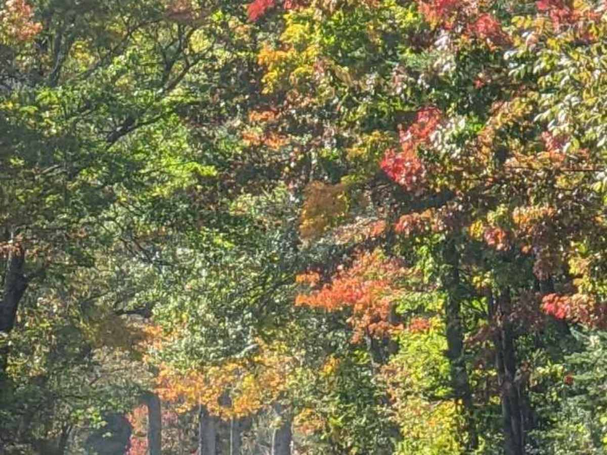 Lake George Road photo 3