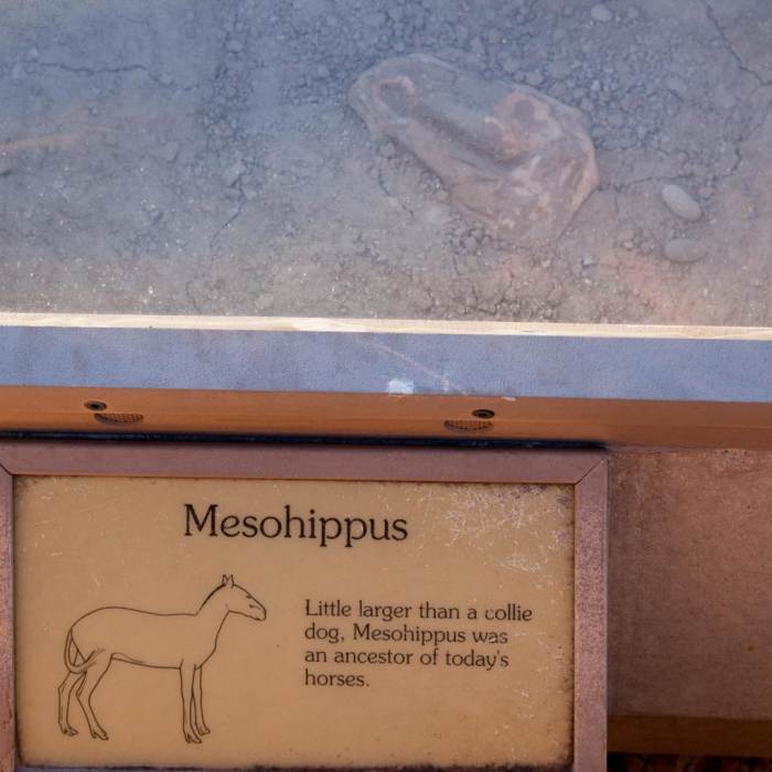 Near Fossil Exhibit Trail Near Fossil Exhibit Trail