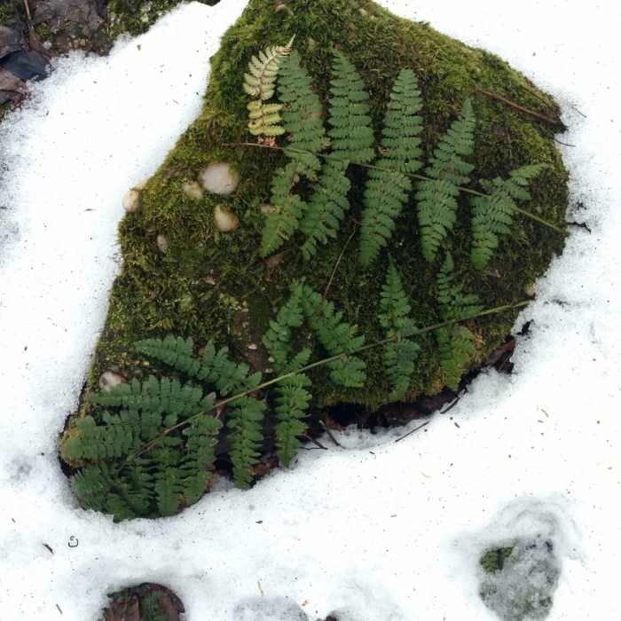Near Maple Loop Trail