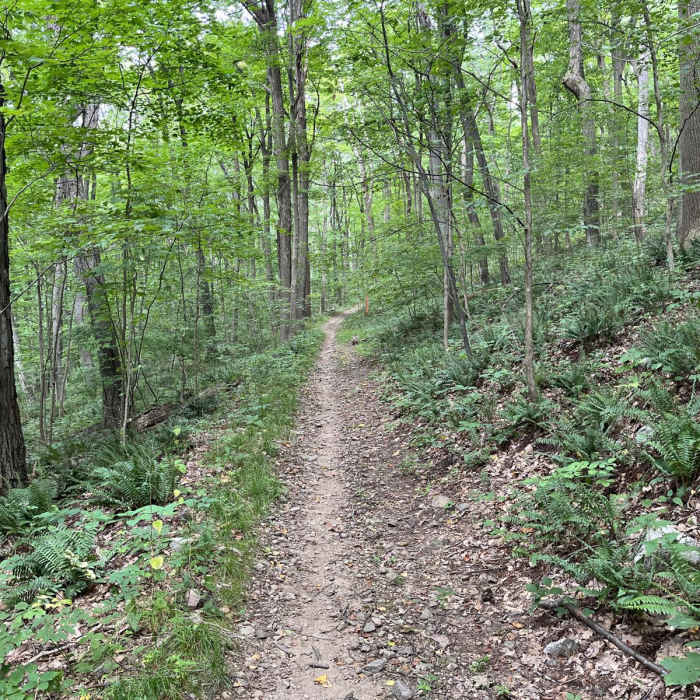 Near Waterloo - Cardiac Loop Near Waterloo - Cardiac Loop