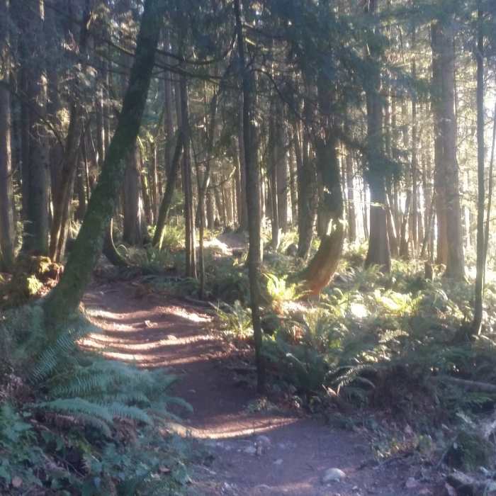 Near Maple Ridge Trail Run
