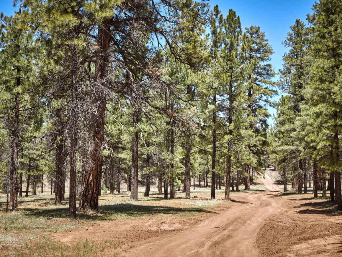 Winding Ponderosa Way trail photo