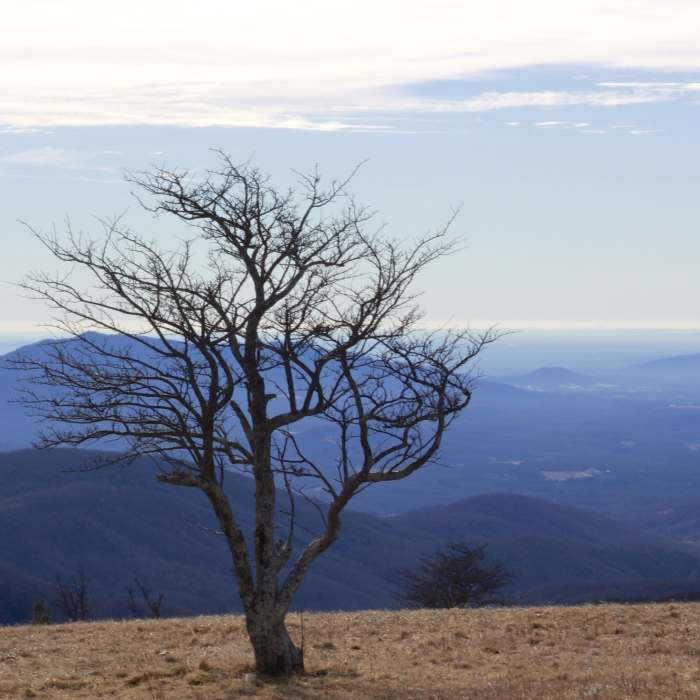 Near Cole (Cold) Mountain Loop