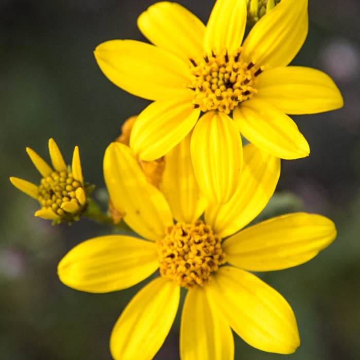 Near South Fortuna Mountain