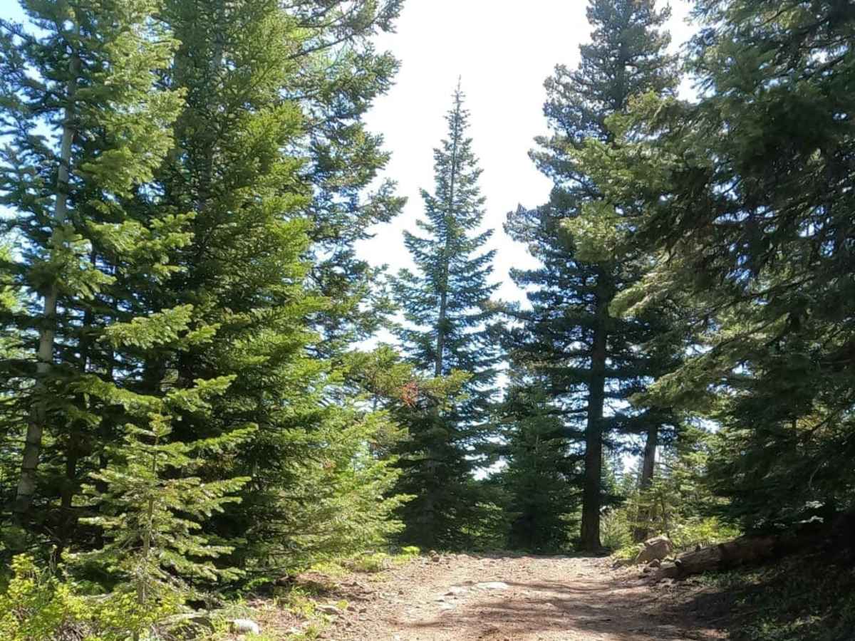 Reynolds Creek Tie - C1201 photo 4