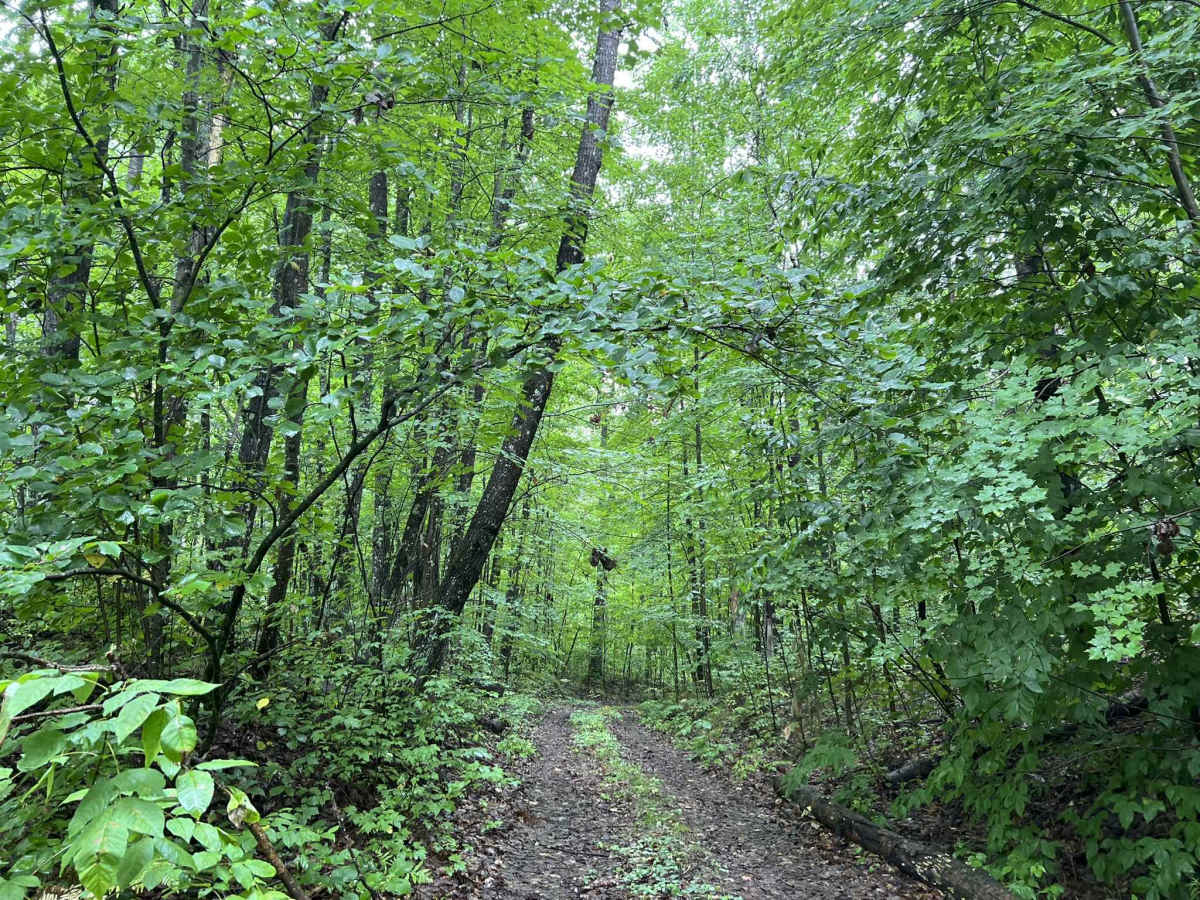 FS 2267B trail photo