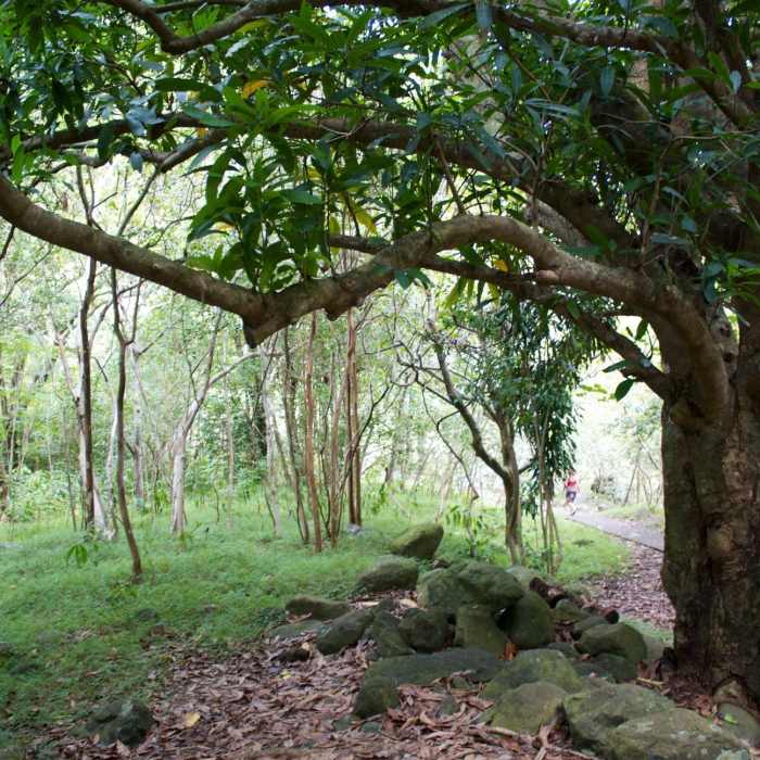 Jungly understory. Near Iao Valley State Park