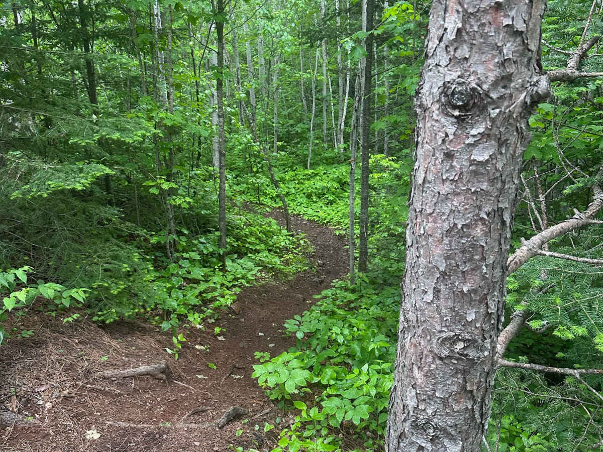 Alger Grade - Trail 8 photo 4