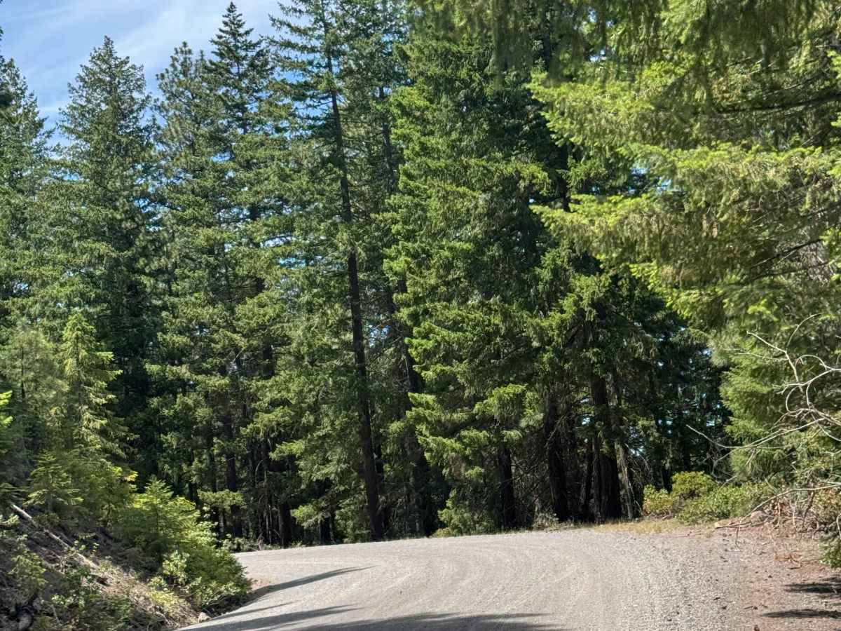 Black Butte Trail - FS 1110 photo 5