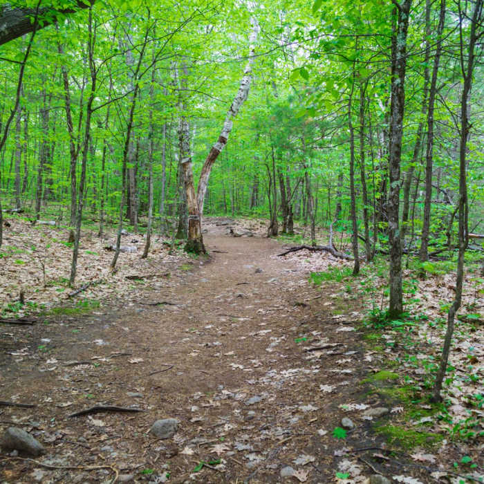 Near Rattlesnake Near Rattlesnake