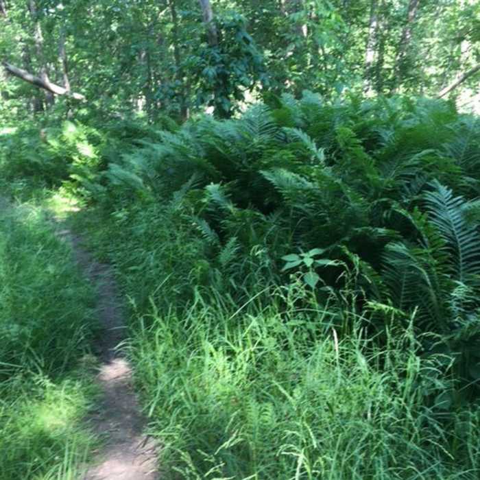 Single trail through the lowland. Near Riverside Trail Hike
