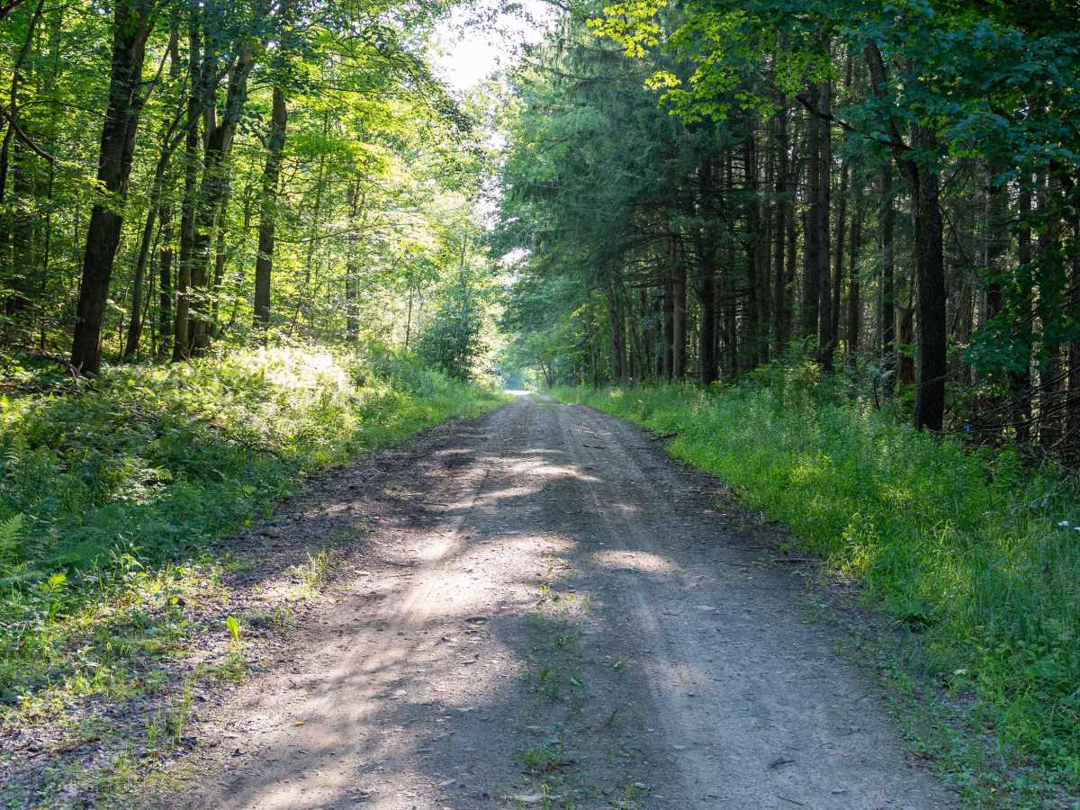 Gordon Forest Road photo 3