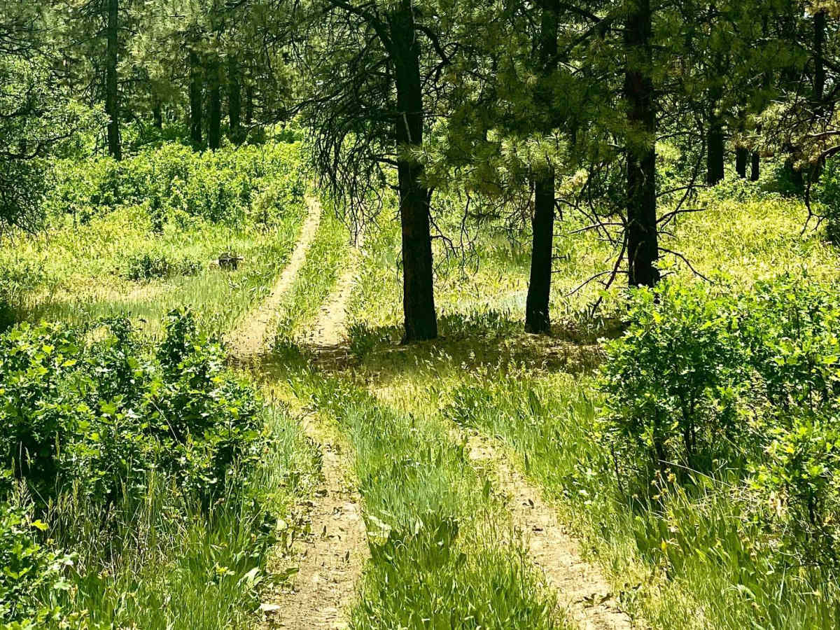 Eight Mile Mesa D-USFS Rd #651D trail photo
