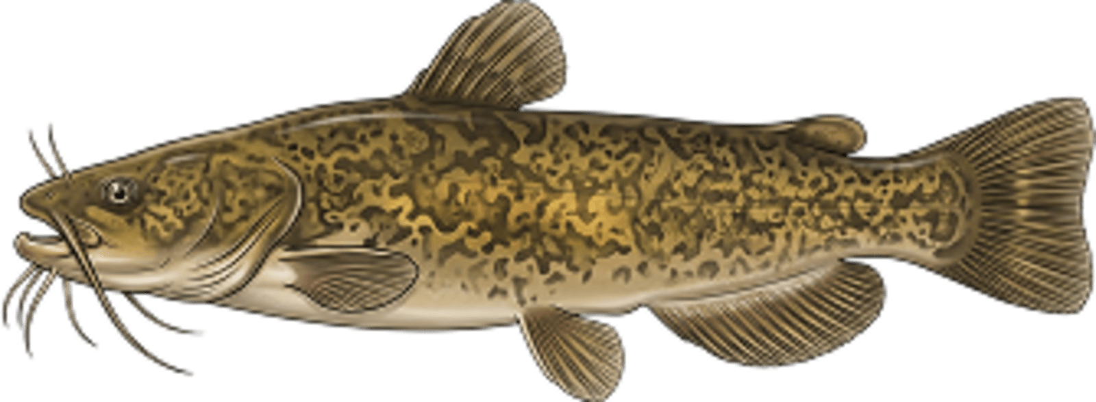 Flathead catfish