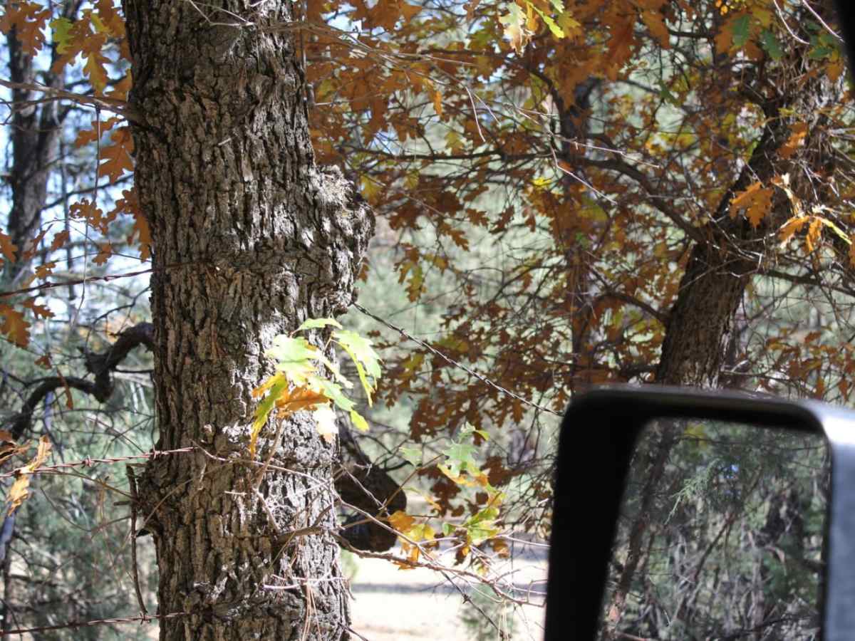 Rio Del Oso trail photo