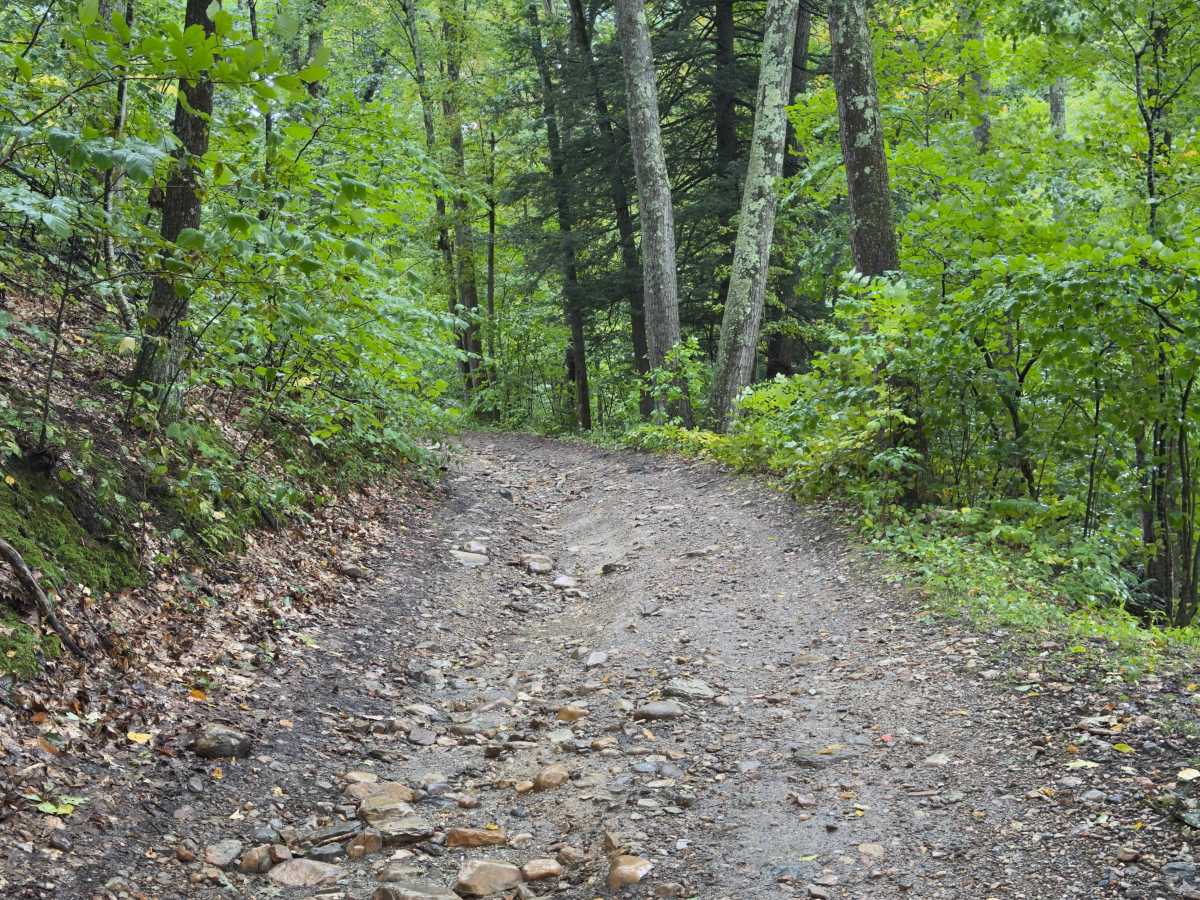 Benedict Trail photo 3