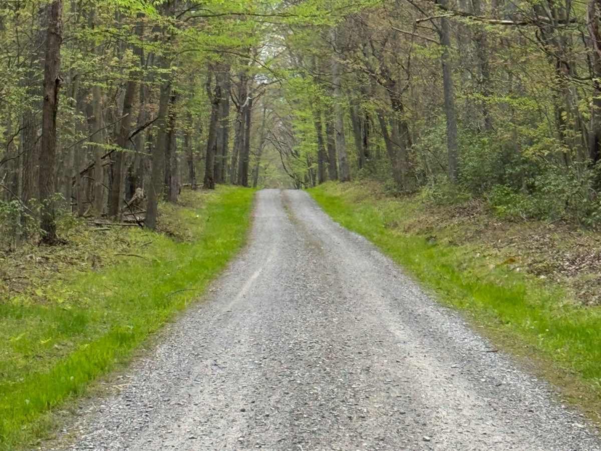 Saunders Road photo 6