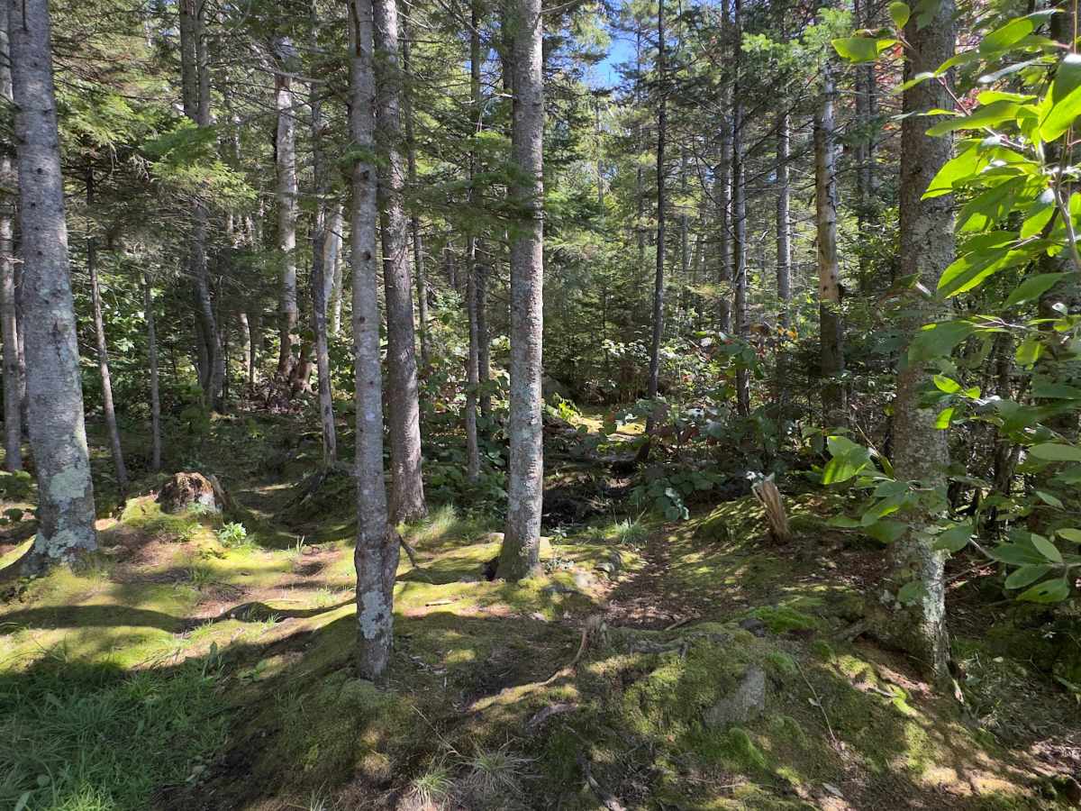 Branch Pond Trail photo 4