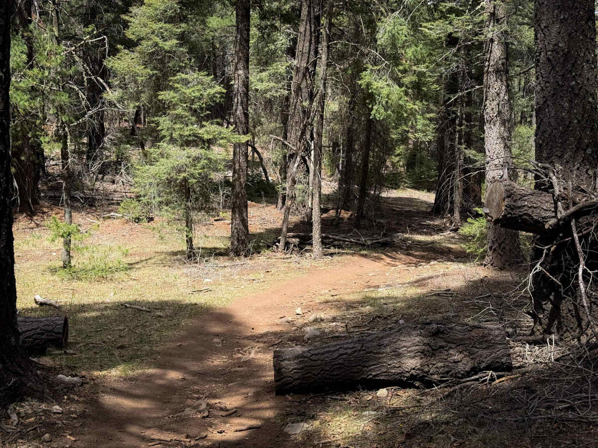 Pines North Trail  photo 3