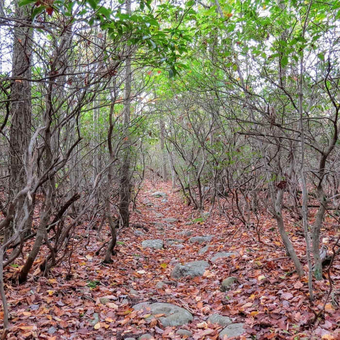 Rhododendron "Tunnels" can be found in many northern NJ destinations. Here is an autumn view off the Wyanokie Circular trail in Norvin Green State Forest Near Otter Hole