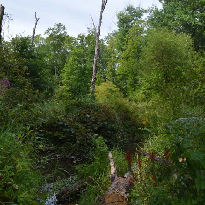The view over the stream along the trail at Crow's Nest Preserve. Near St Peters Big Run