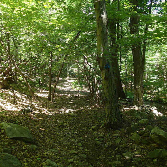 Near Wilkinson Memorial Trail