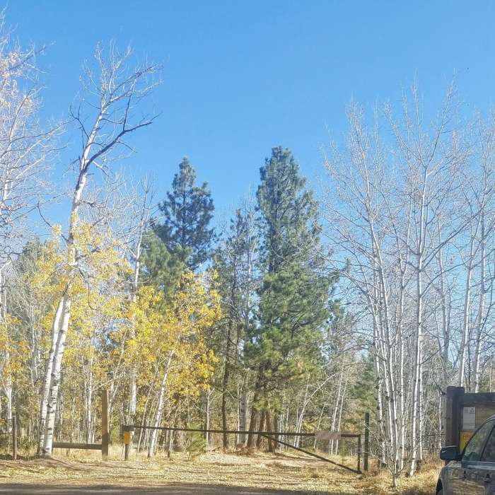 Near Longwater Trail #619