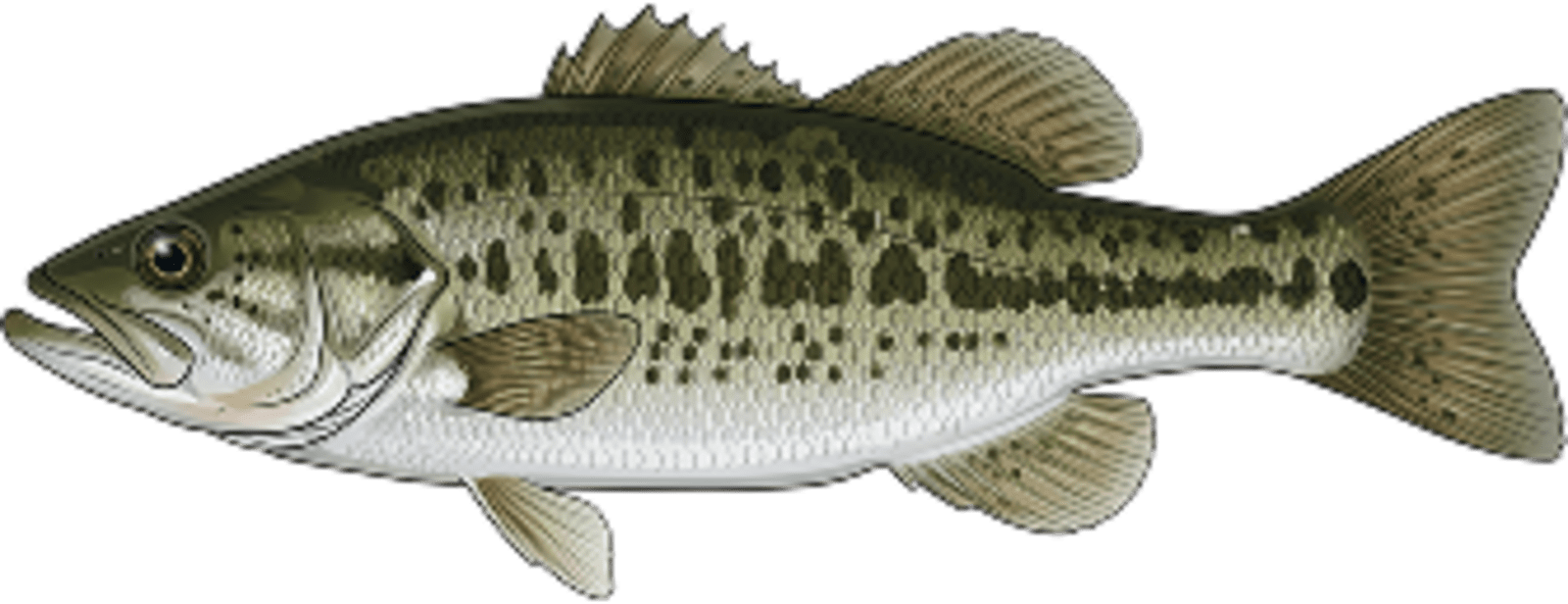 Spotted bass