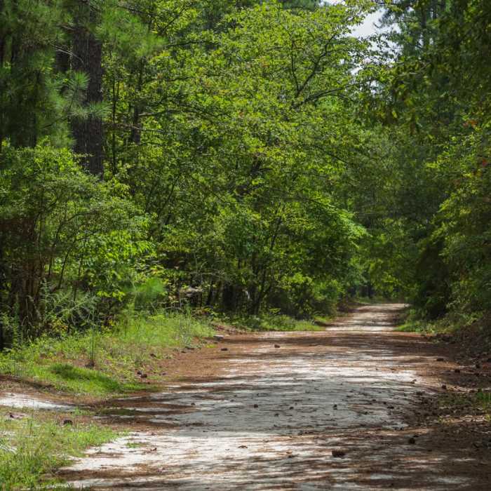 Near Loop Trail Near Loop Trail
