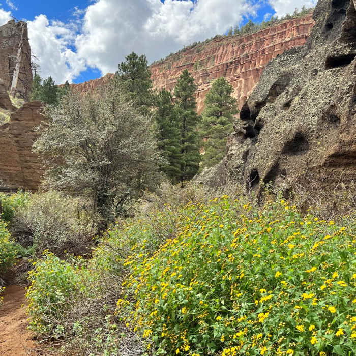 Near Red Mountain Trail