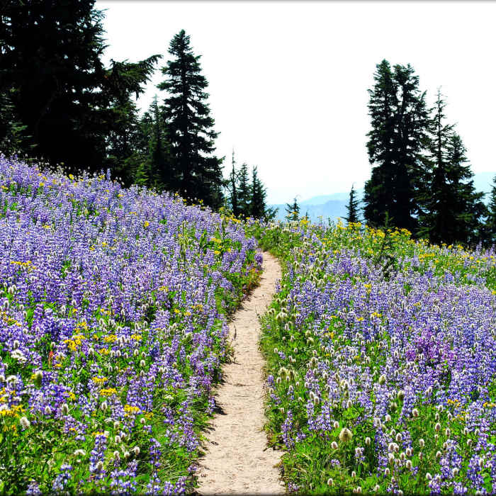 Lupine meadows peppered with Indian paintbrush, western pasqueflower, penstemon and many other wildflowers surround the Paradise Park Loop Trail. Photo by Ethan Douglass. Near Paradise Park Loop Trail #757