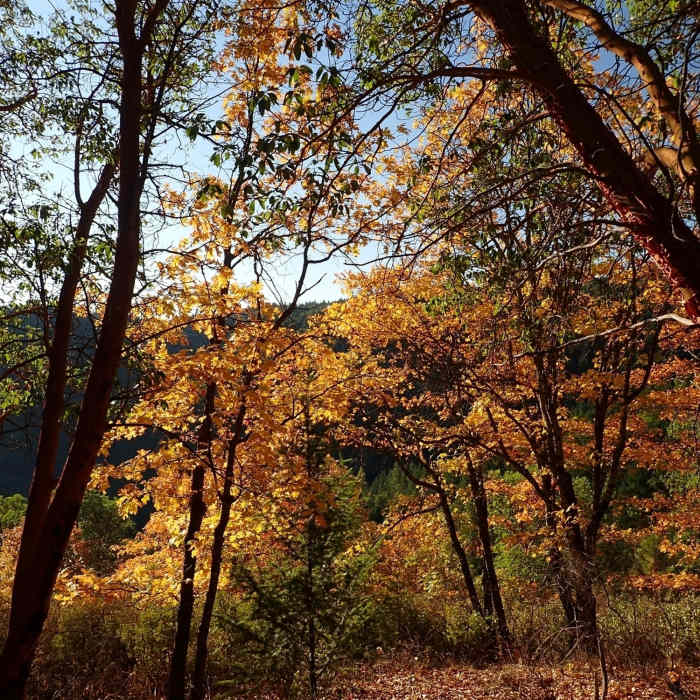 Near Legburner Trail