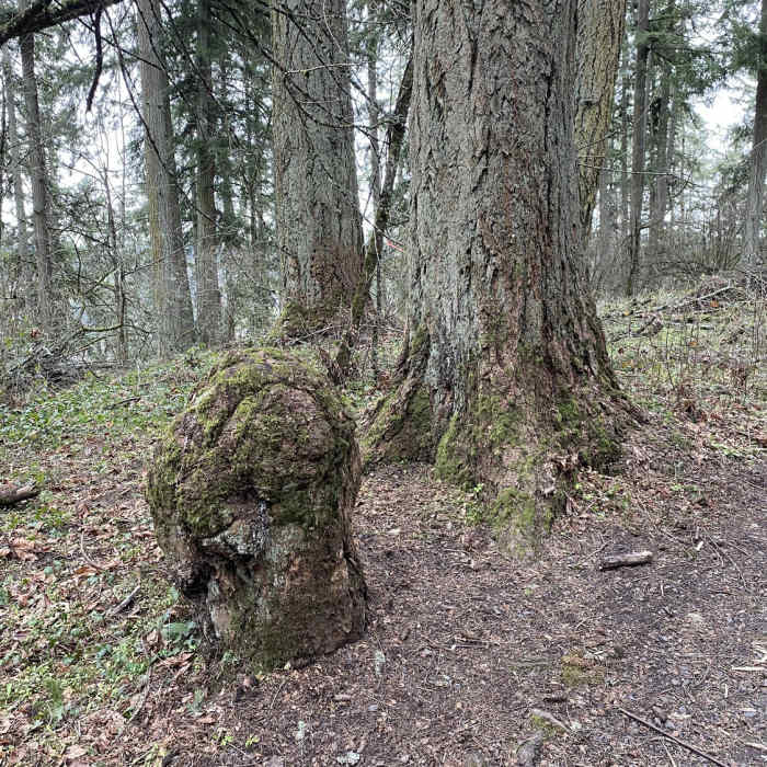 Near Ribbon Trail (Ridgeline Trail System)
