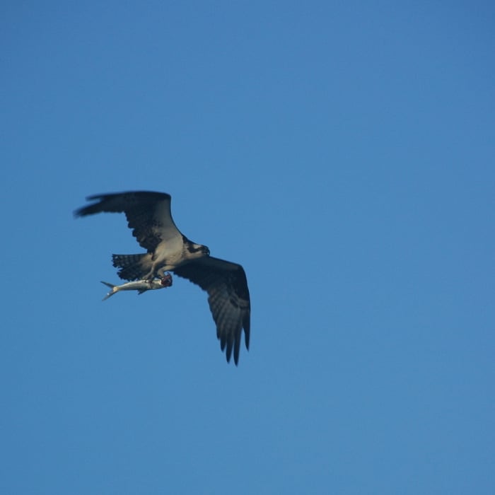 Osprey with a mullet flying back to the nest. Near Pine Beach Trail