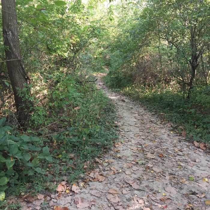 Near Dogwood Hill