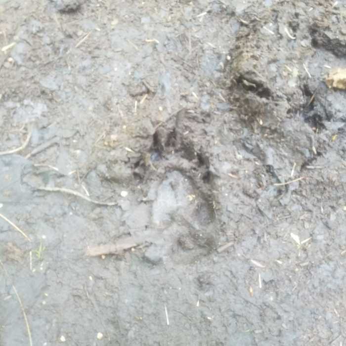 Cub paw print Near Marl Lake Trail System