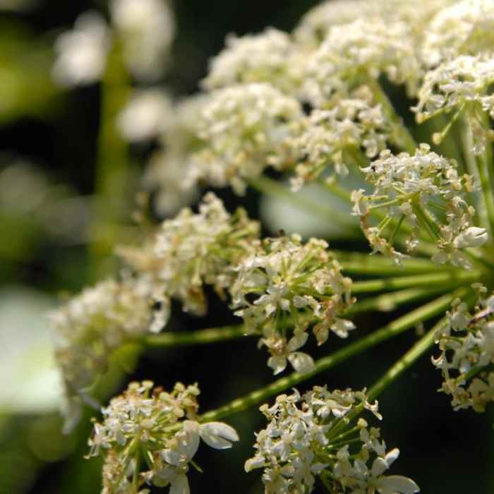 Near Neahkahnie Mountain Hike
