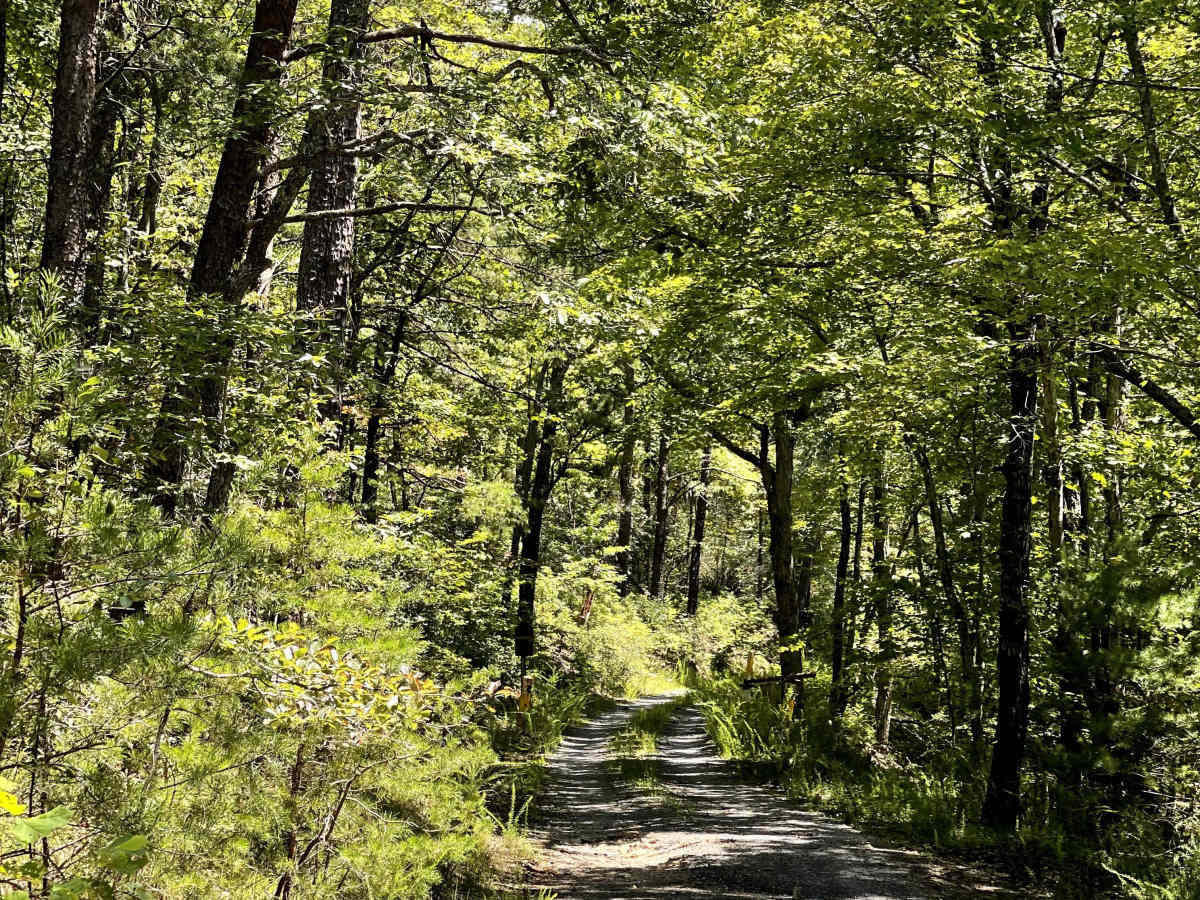 FS 354 trail photo