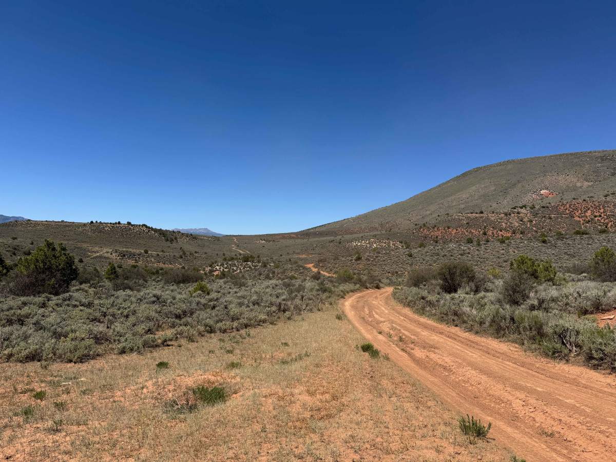 BLM 8487 photo 3