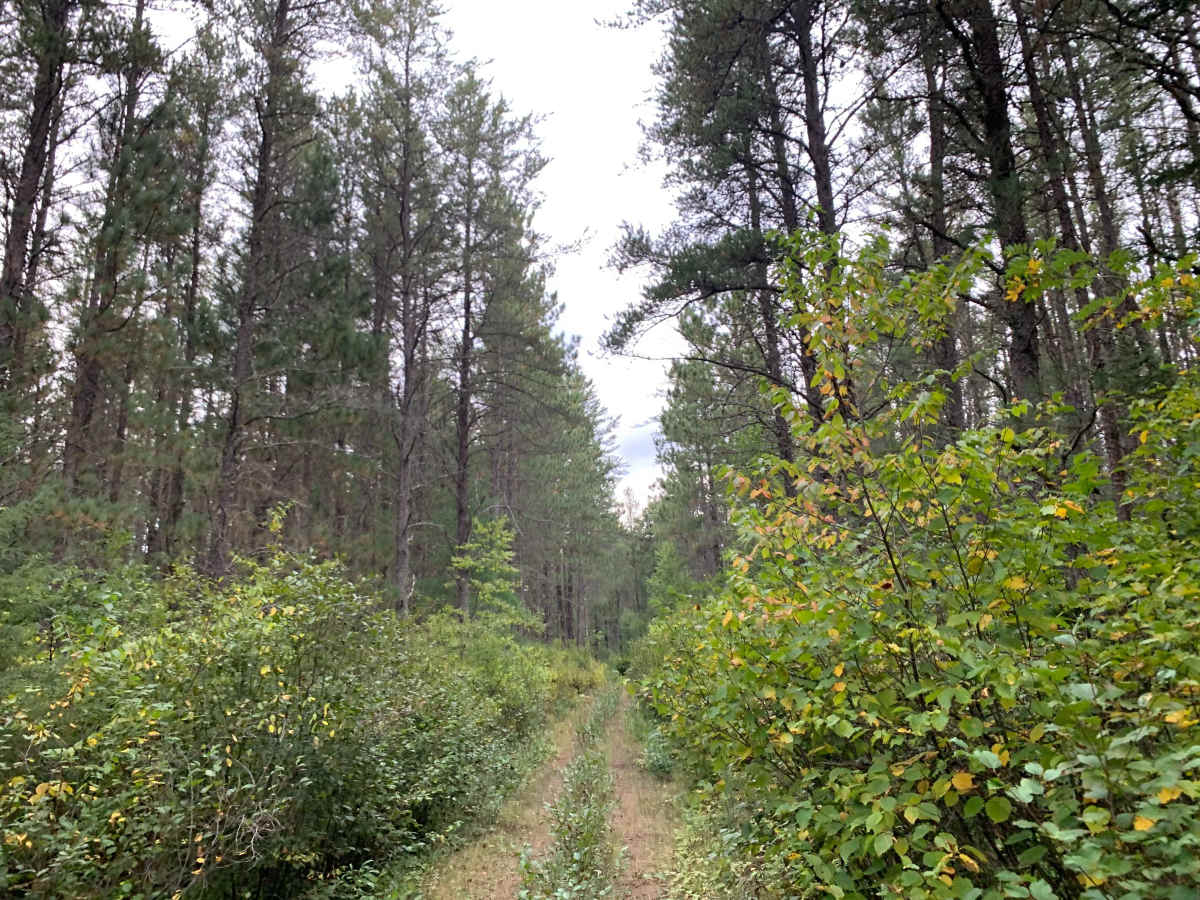 Jackpine Trail - FS 173K photo 5