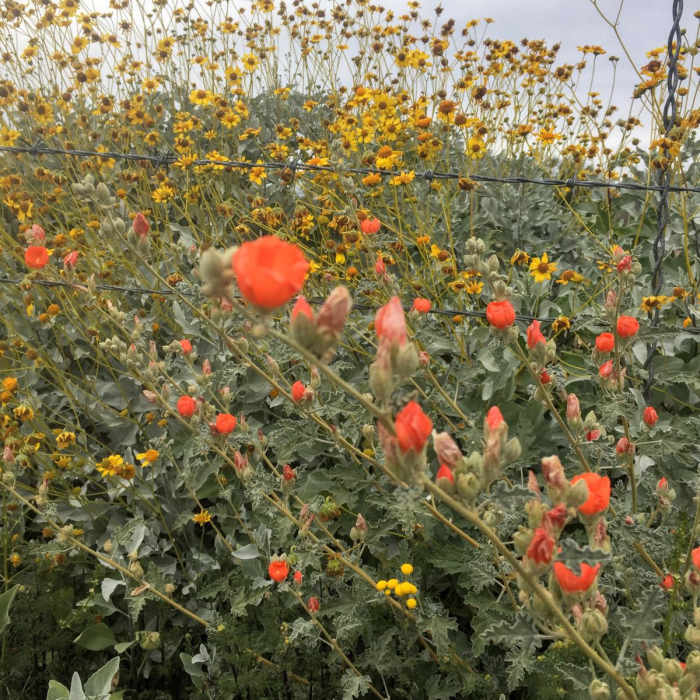 Near Black Canyon Trail: Emery Henderson to Highway 74